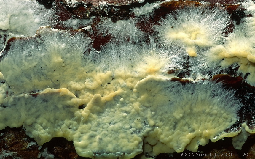 Crostina su Larice da det.-foto 2717(Vesiculomyces citrinus)